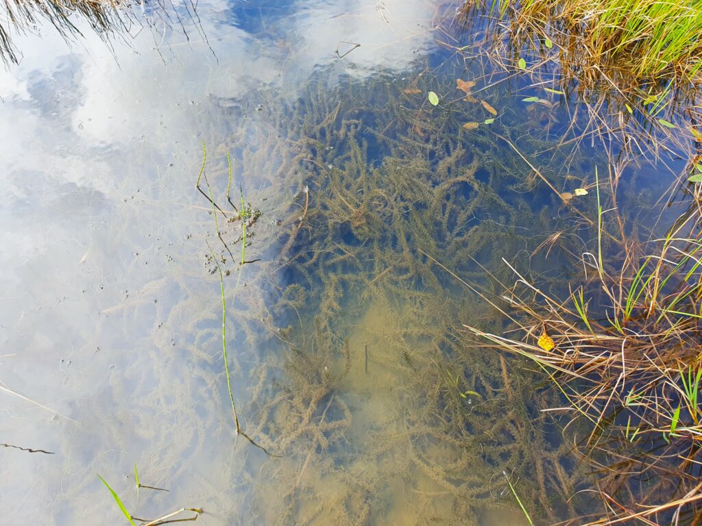 Kiehkuravesiruttoa kasvaa mattona lammen pohjassa.