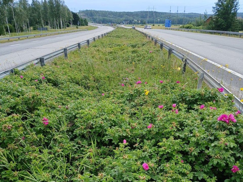 Kurtturuusua moottoritien kaista-alueiden välissä.